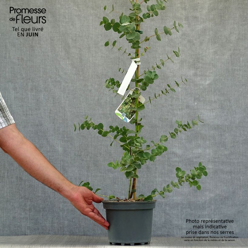 Spécimen de Eucalyptus parviflora - Gommier à petites feuilles Pot de 3L/4L tel que livré en été
