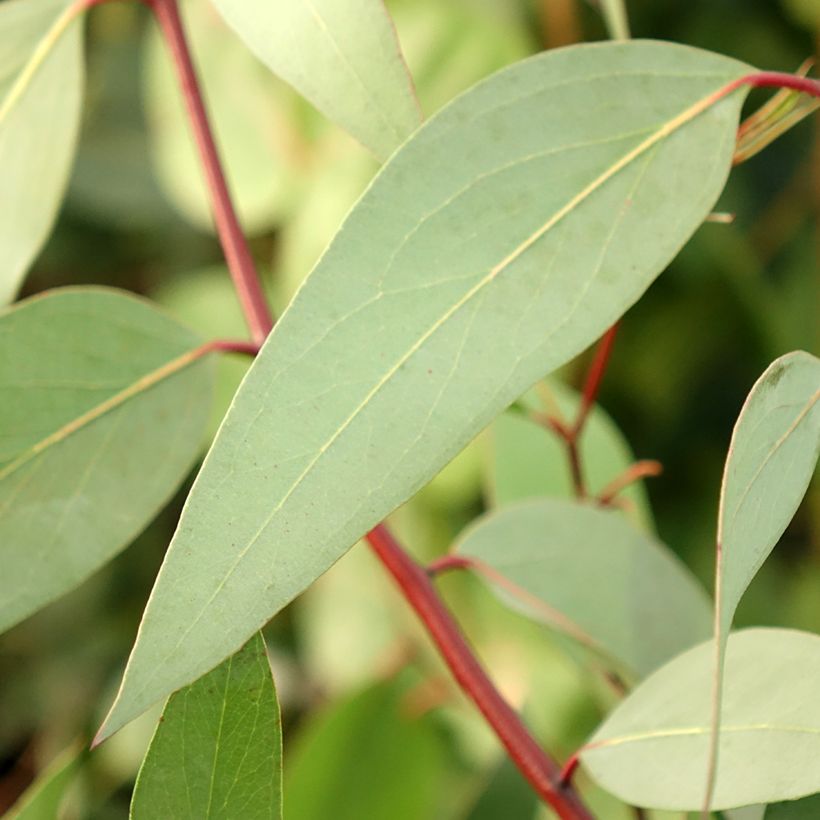 Eucalyptus pauciflora subsp. niphophila Mt Bogong - Gommier des neiges (Foliage)