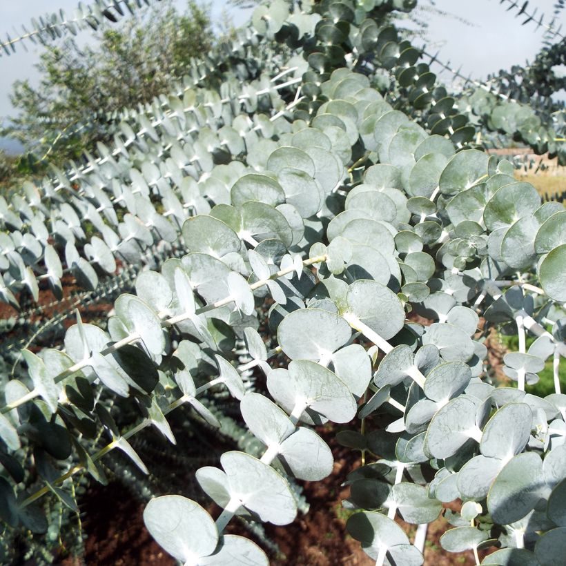 Eucalyptus pulverulenta - Gommier argenté (Foliage)