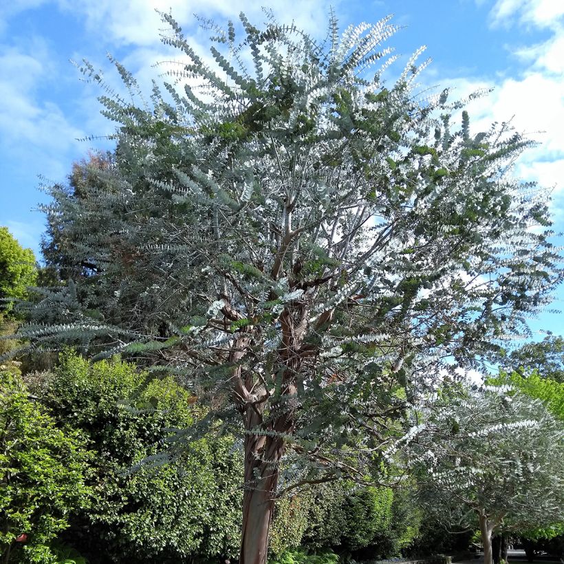 Eucalyptus pulverulenta - Gommier argenté (Plant habit)