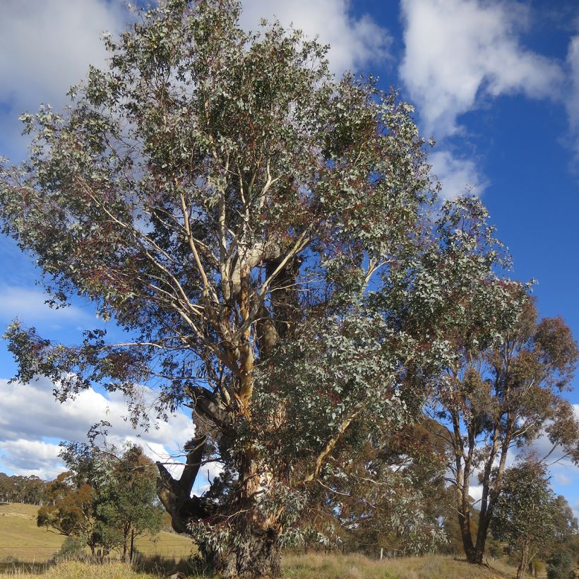 Eucalyptus rubida - Gommier chandelle ou à ruban, Gommier blanc (Plant habit)
