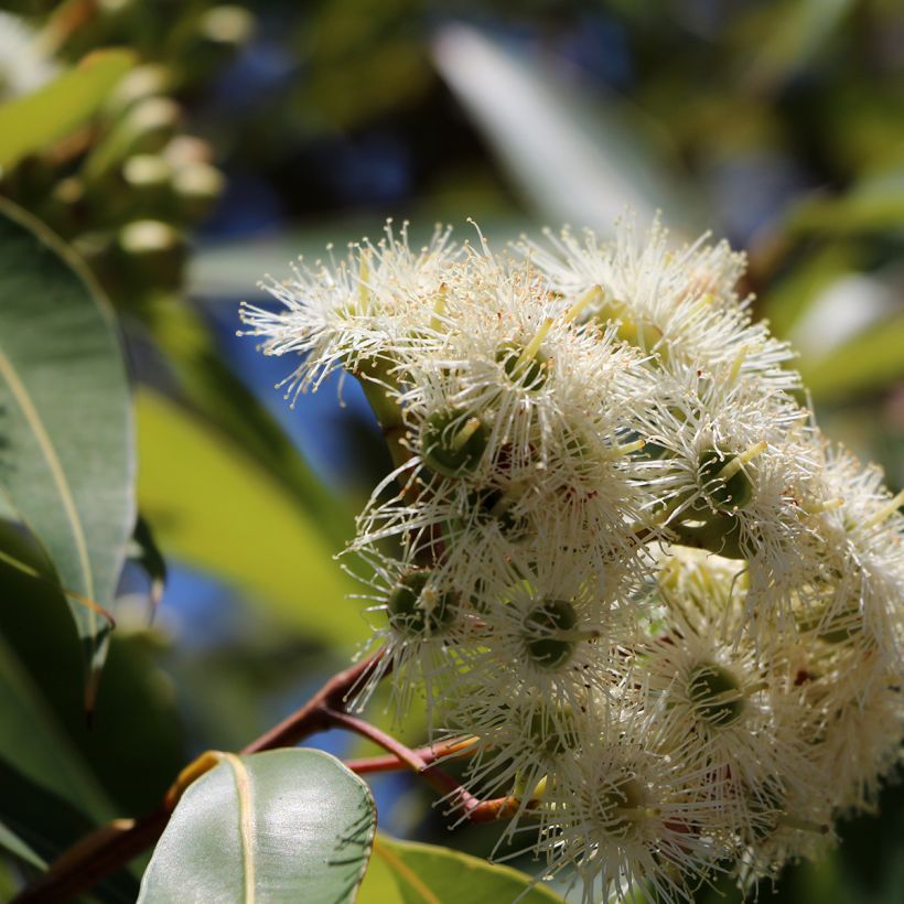 Eucalyptus scoparia - Gommier blanc de Wallangarra (Flowering)