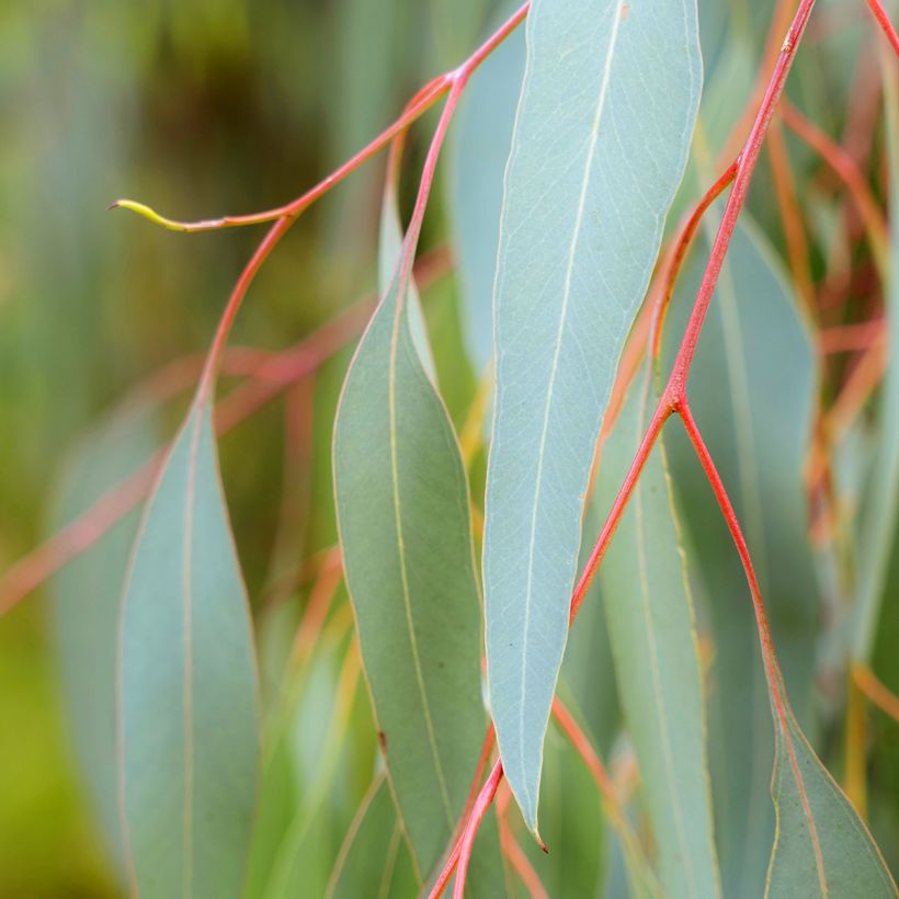 Eucalyptus sideroxylon - Eucalyptus à écorce de fer (Foliage)