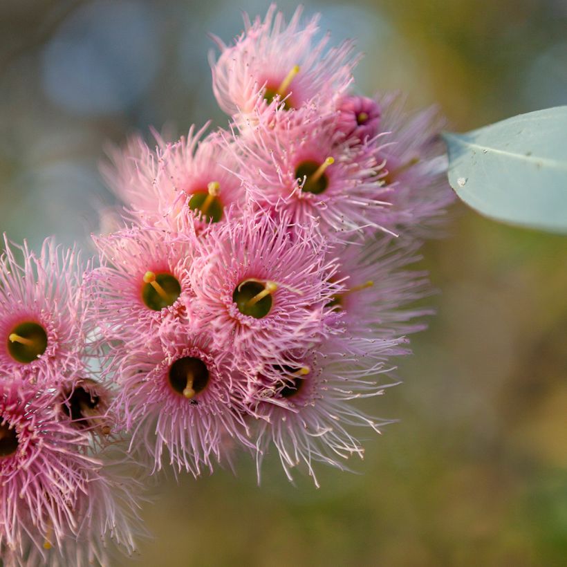 Eucalyptus sideroxylon - Eucalyptus à écorce de fer (Flowering)