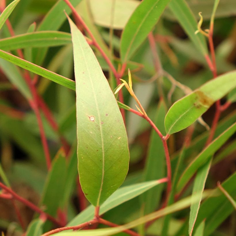 Eucalyptus stricta - Eucalyptus mallee des Blue Mountains (Feuillage)