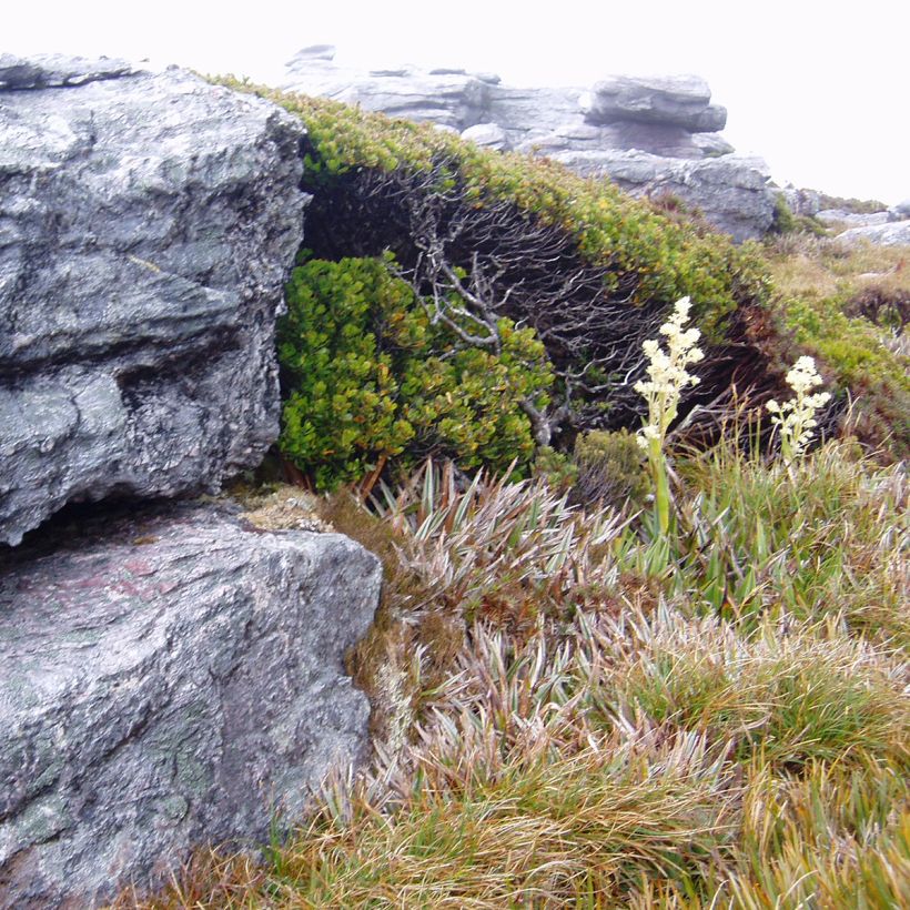 Eucalyptus vernicosa - Gommier verni (Plant habit)