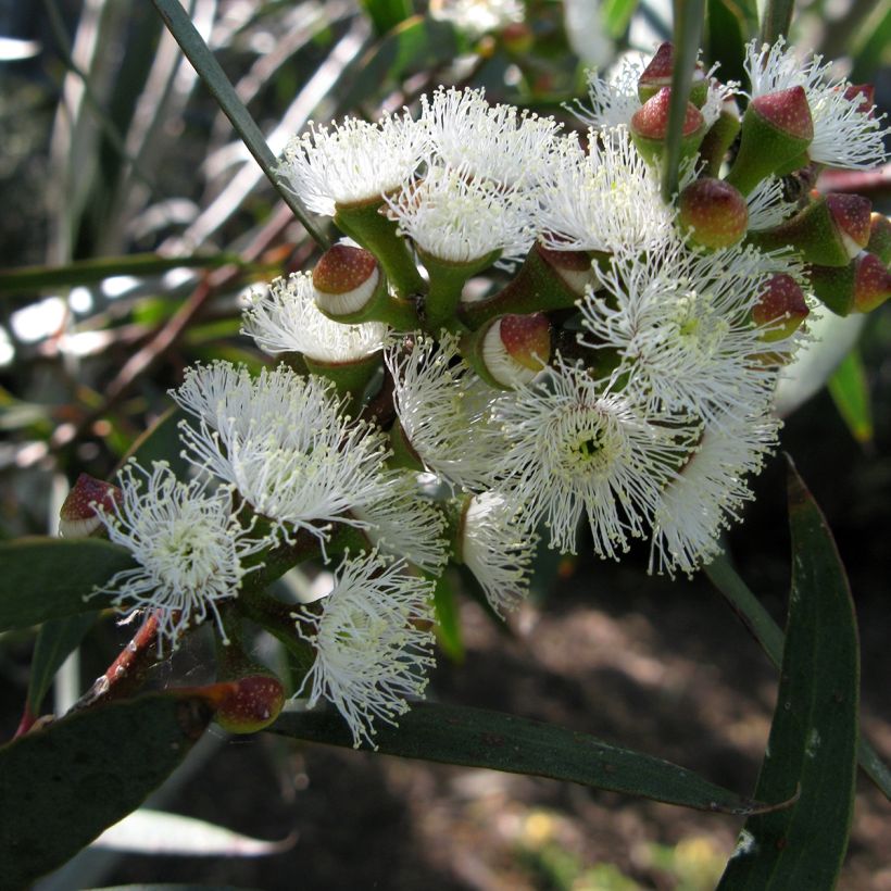 Eucalyptus gregsoniana ou pauciflora var. nana - Gommier des neiges (Flowering)