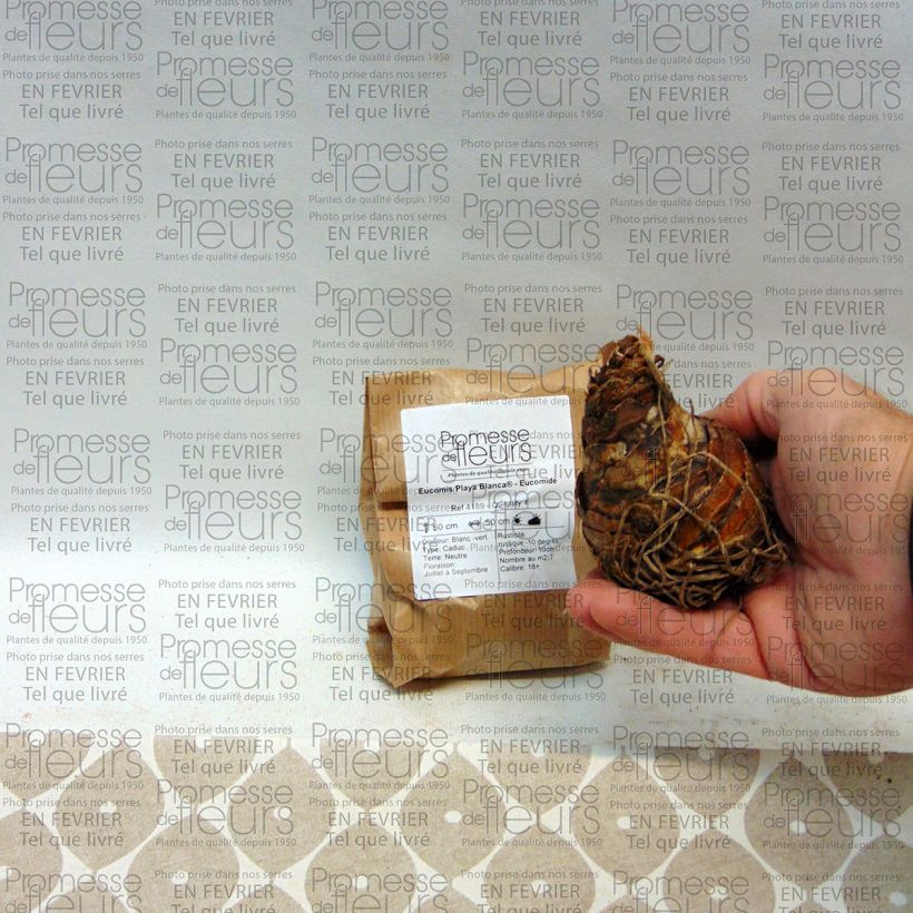 Exemple de spécimen de Eucomis Playa Blanca® - Eucomide Bulbe calibre 18/20 tel que livré