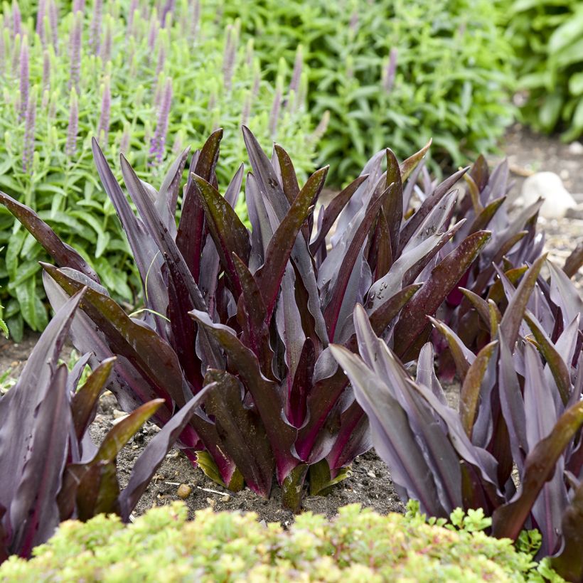 Eucomis Purple Reign - Fleur ananas (Feuillage)