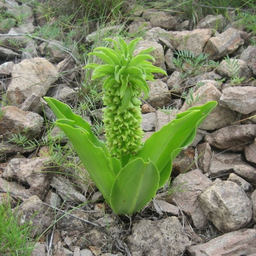 Eucomis autumnalis - Eucomide (Plant habit)