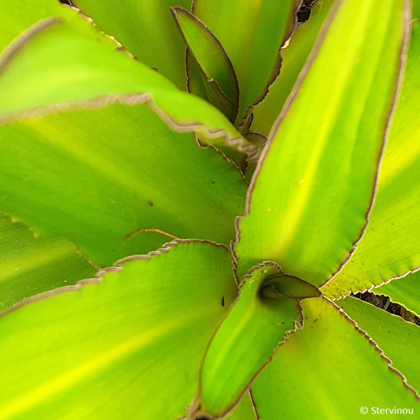 Eucomis comosa Can Can - Fleur ananas (Foliage)