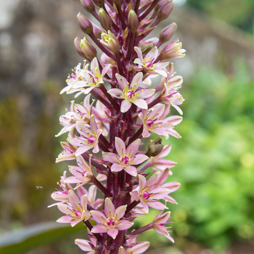 Eucomis comosa Indian Summer - Fleur ananas (Flowering)