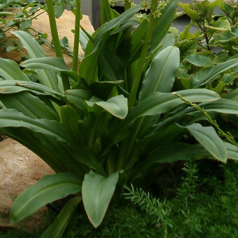 Eucomis pole-evansii - Eucomide blanche à coeur mauve. (Foliage)