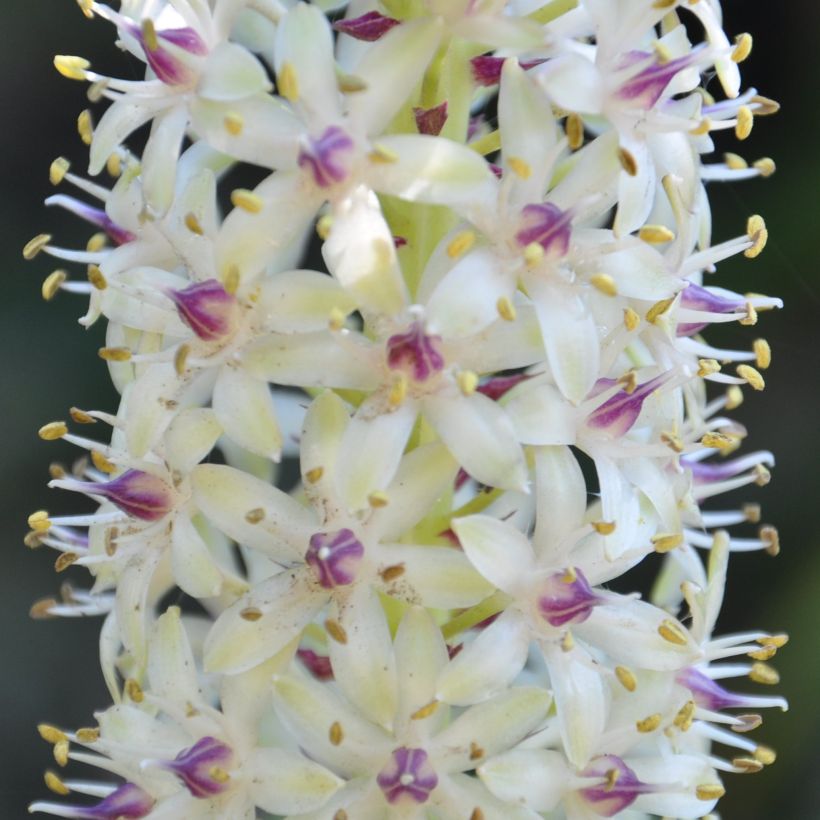 Eucomis pole-evansii - Eucomide blanche à coeur mauve. (Flowering)