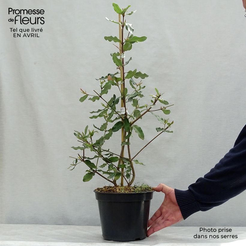 Example of Eucryphia intermedia Rostrevor Pot de 3L/4L as you get in printemps