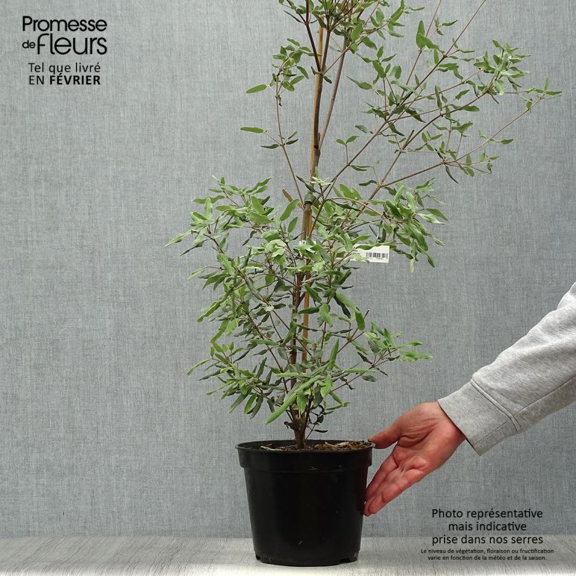 Spécimen de Eucryphia lucida Ballerina Pot de 4L/5L tel que livré en automne