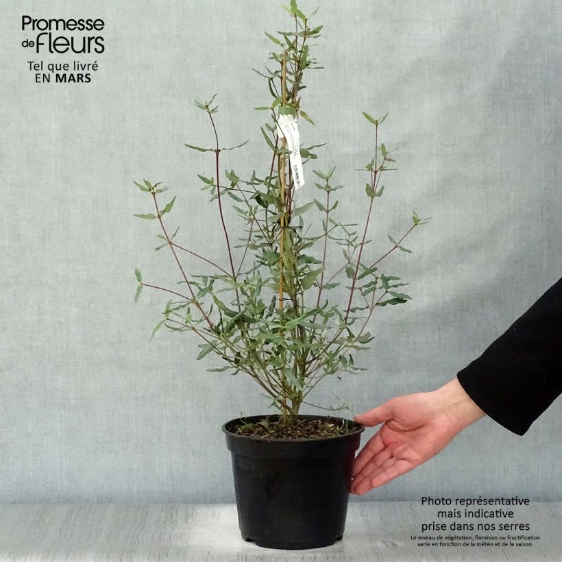 Example of Eucryphia lucida Ballerina Pot de 4L/5L as you get in printemps