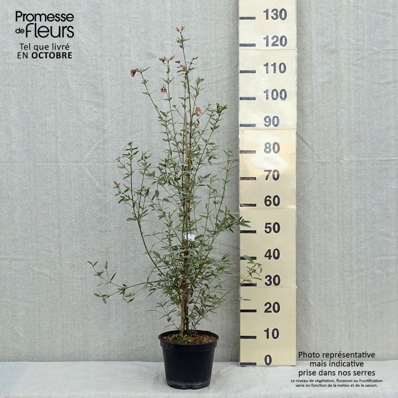 Spécimen de Eucryphia lucida Gilt Edge - Eucryphia luisant Pot de 4L/5L tel que livré en automne