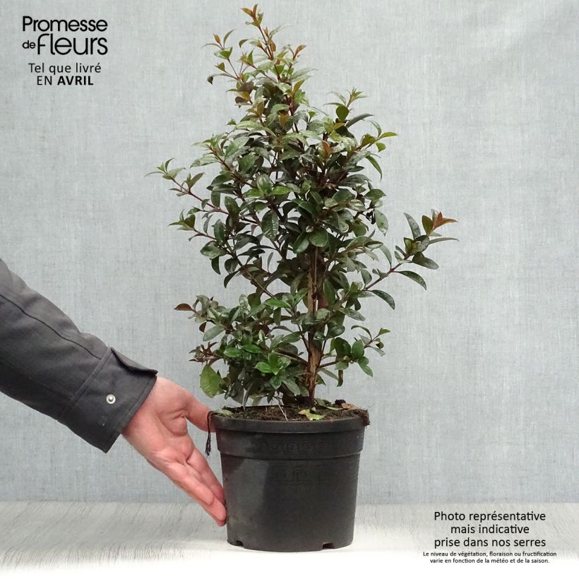 Example of Eugenia Etna Fire - Cerisier de Cayenne Pot de 3L/4L as you get in printemps