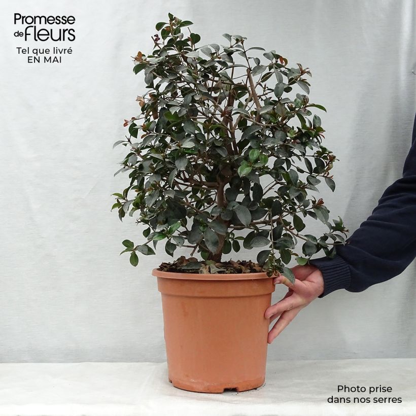 Example of Eugenia Etna Fire - Cerisier de Cayenne Pot de 7,5L/10L as you get in printemps