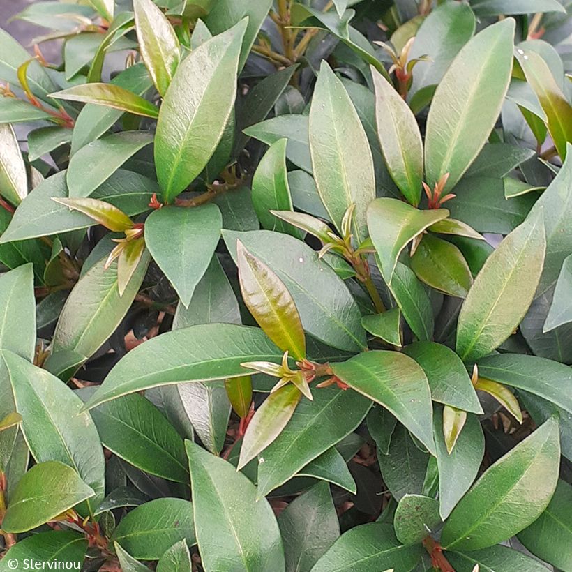 Eugenia myrtifolia Compacta - Myrte d'Australie (Foliage)