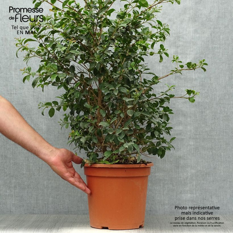 Example of Eugenia myrtifolia New Port - Myrte d'Australie Pot de 4L/5L as you get in printemps