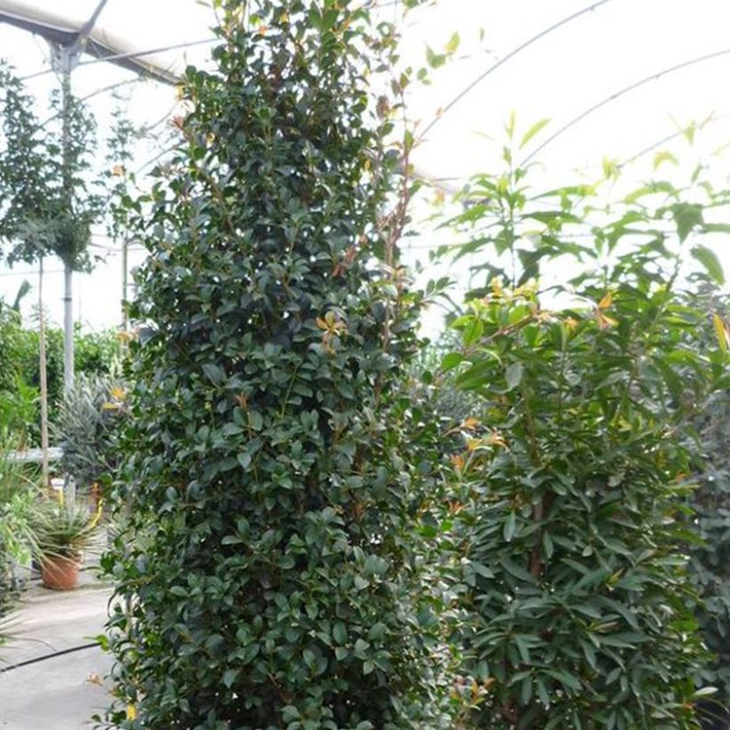 Eugenia myrtifolia New Port - Myrte d'Australie (Plant habit)