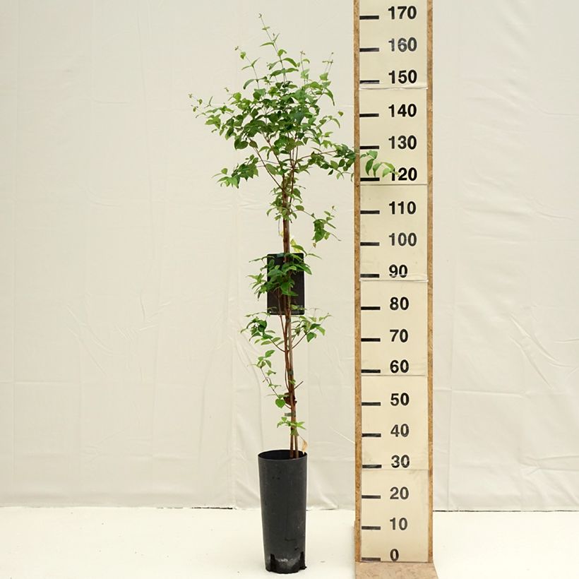 Spécimen de Cerisier de Cayenne - Eugenia uniflora Pot de 6L/7L tel que livré au printemps