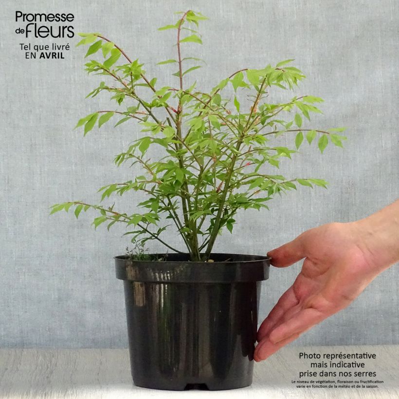 Example of Euonymus alatus Compactus - Fusain ailé nain Pot de 2L/3L as you get in printemps