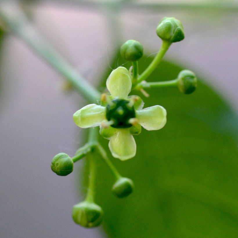 Euonymus europaeus - Fusain d'Europe (Flowering)