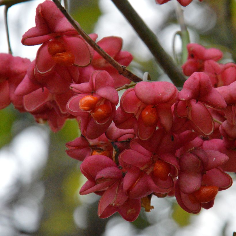 Euonymus europaeus - Fusain d'Europe (Harvest)