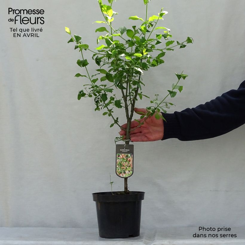 Example of Euonymus europaeus - Fusain d'Europe Pot de 7,5L/10L as you get in printemps