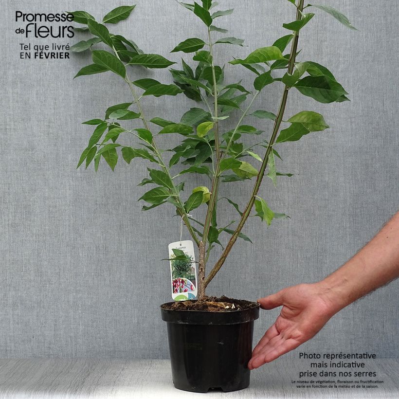 Spécimen de Euonymus europaeus - Fusain d'Europe Pot de 2L/3L tel que livré en automne