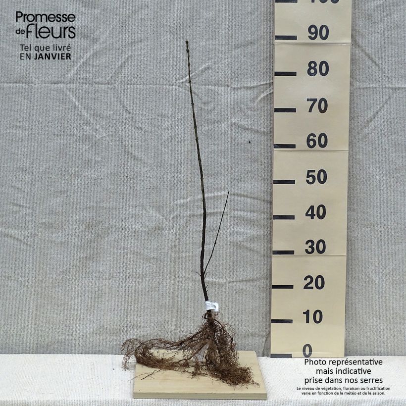 Example of Euonymus europaeus - Fusain d'Europe Racines nues as you get in hiver