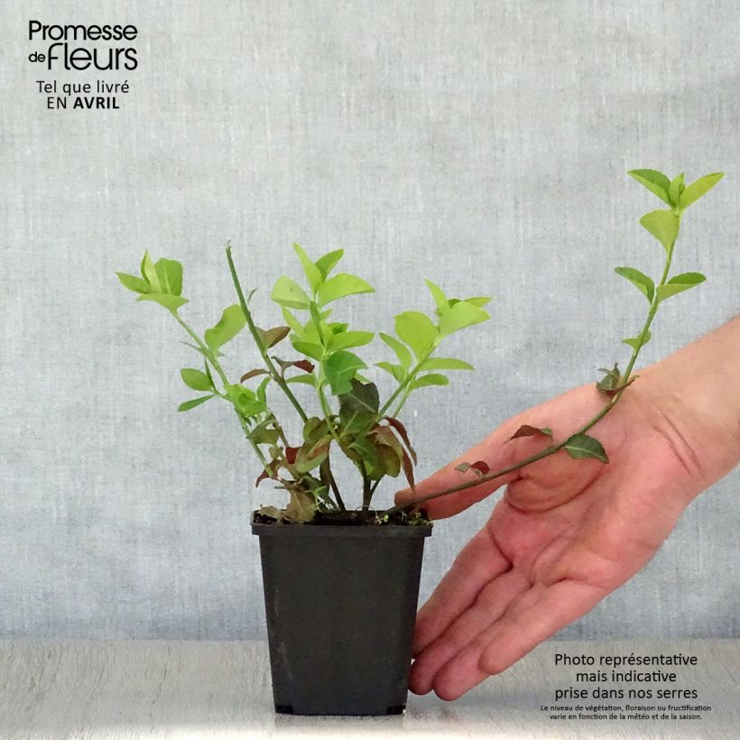 Example of Euonymus fortunei Coloratus - Fusain rampant Godet de 8/9 cm as you get in printemps