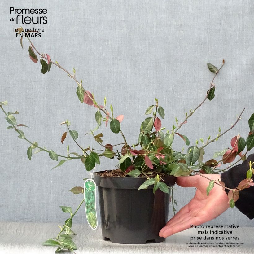 Example of Euonymus fortunei Coloratus - Fusain rampant Pot de 1,5L/2L as you get in printemps