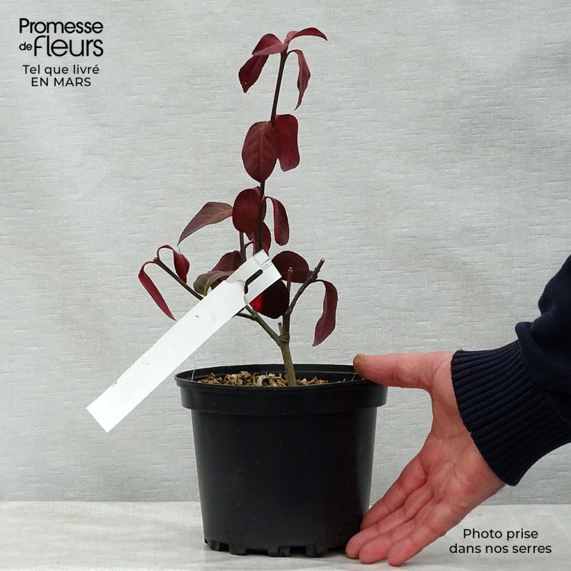 Example of Euonymus fortunei Dart's Blanket - Fusain rampant Pot de 2L/3L as you get in printemps