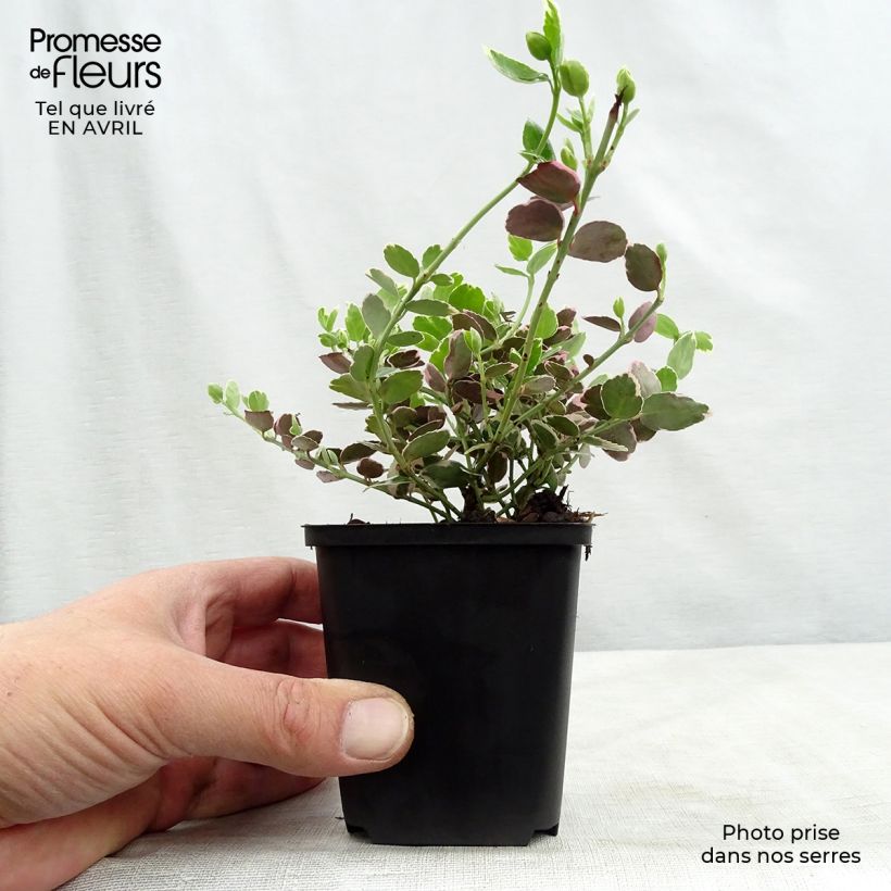 Example of Euonymus fortunei Emerald Gaiety - Fusain Godet de 8/9 cm as you get in printemps