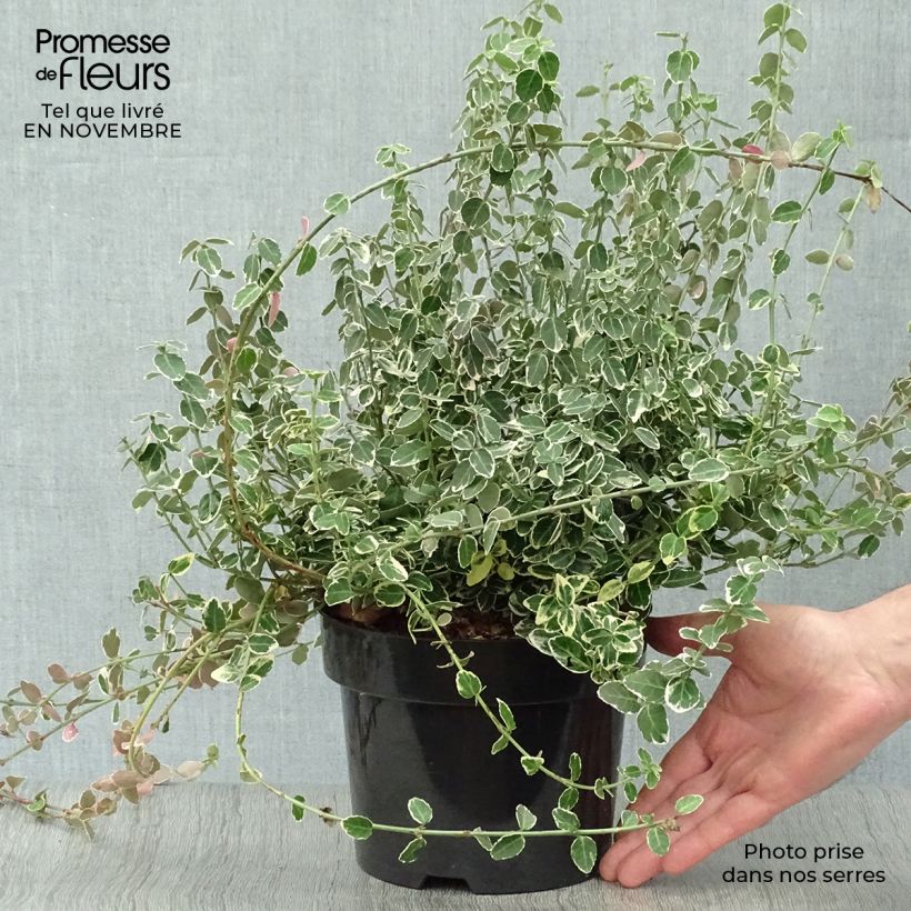 Spécimen de Euonymus fortunei Emerald Gaiety - Fusain Pot de 2L/3L tel que livré en automne