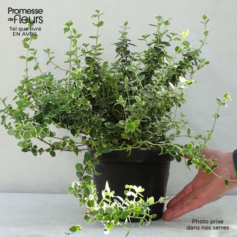 Example of Euonymus fortunei Emerald Gaiety - Fusain Pot de 2L/3L as you get in printemps