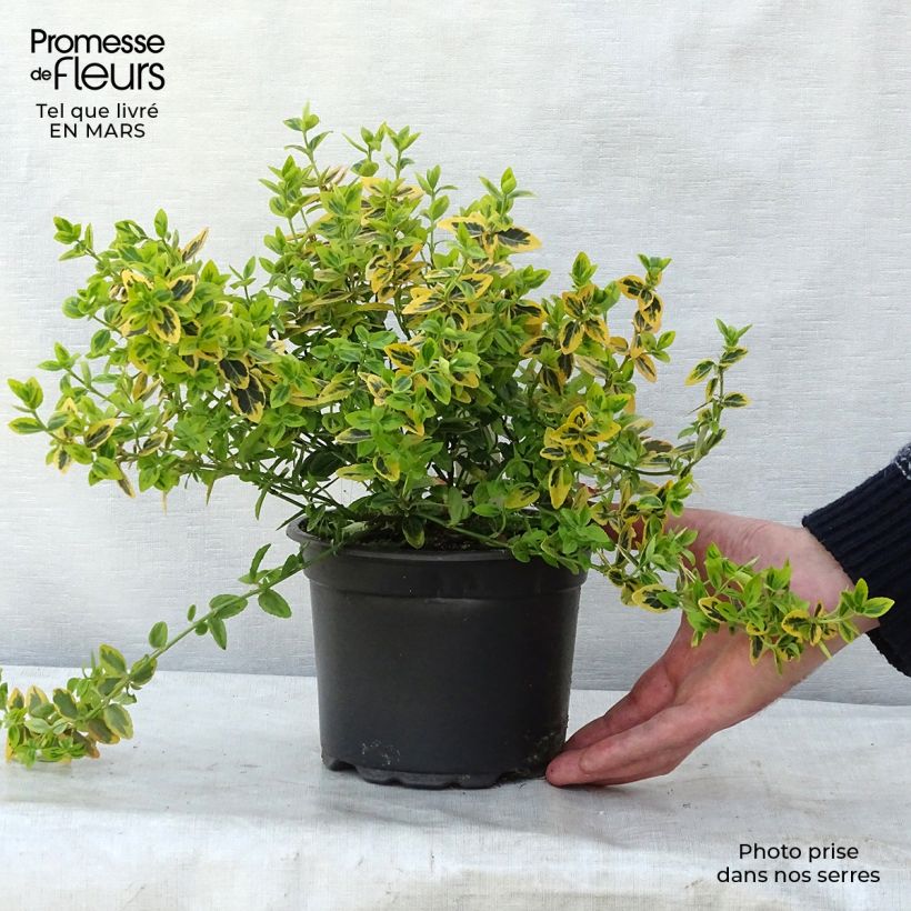 Example of Euonymus fortunei Emerald 'n gold - Fusain Pot de 2L/3L as you get in printemps