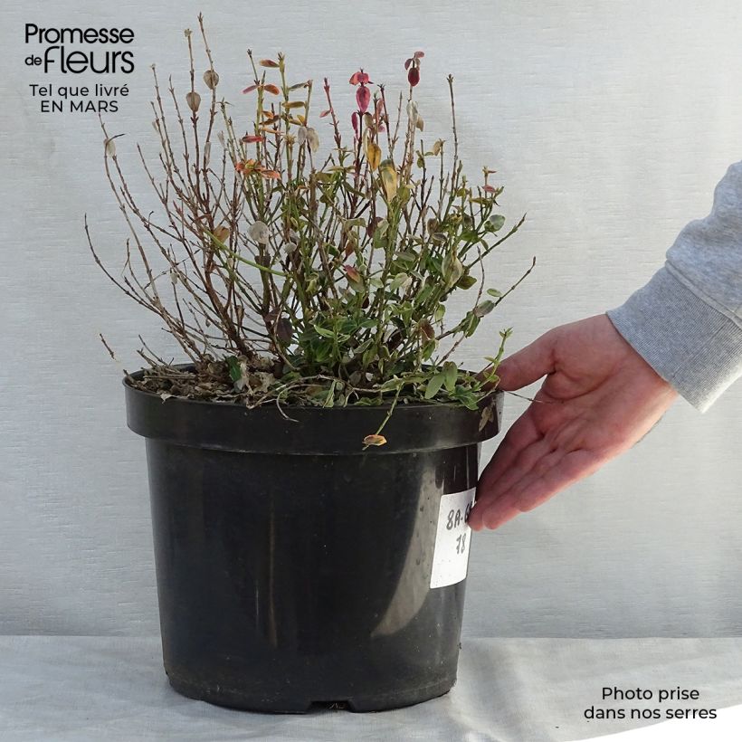Example of Euonymus fortunei Emerald 'n gold - Fusain Pot de 4L/5L as you get in printemps