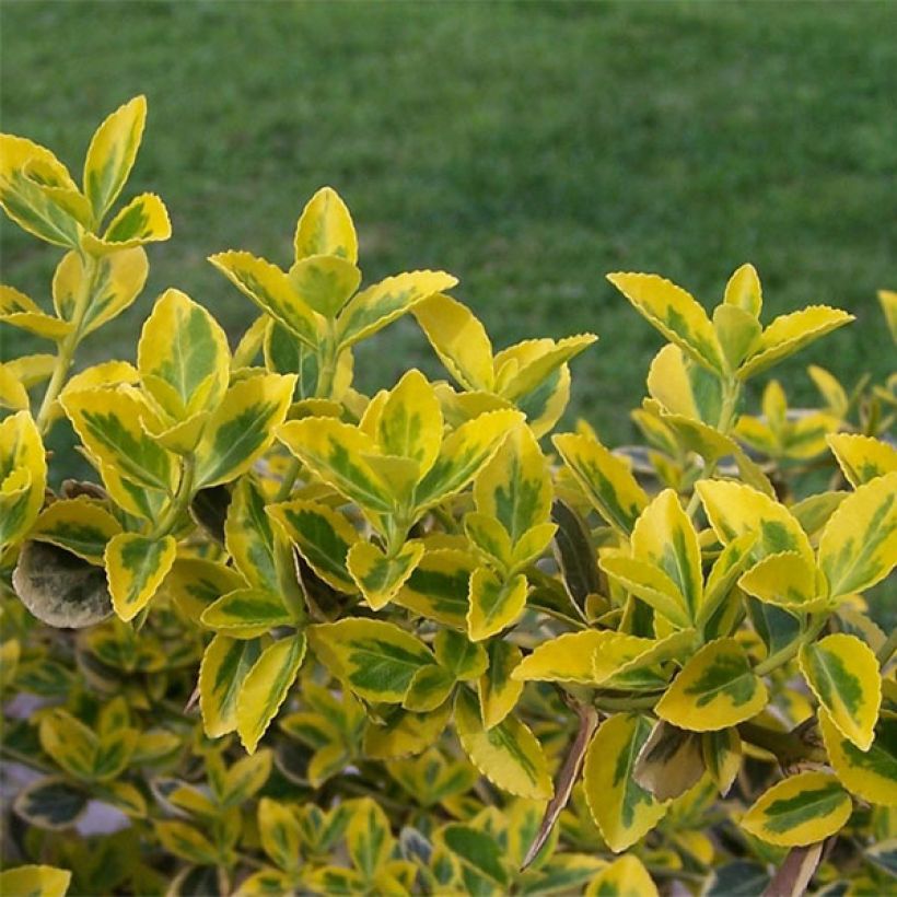 Euonymus fortunei Emerald 'n gold - Fusain (Foliage)