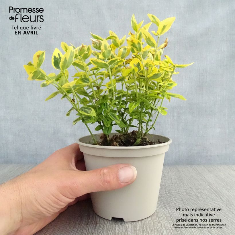 Example of Euonymus fortunei Emerald 'n gold - Fusain Pot de 1L/1,5L as you get in printemps