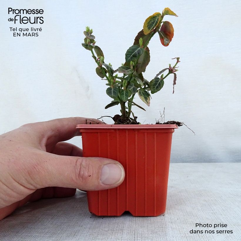 Example of Euonymus fortunei Emerald 'n gold - Fusain Godet de 8/9 cm as you get in printemps