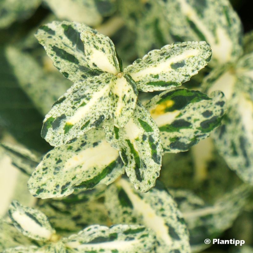 Euonymus fortunei Golden Harlequin - Fusain nain persistant (Foliage)