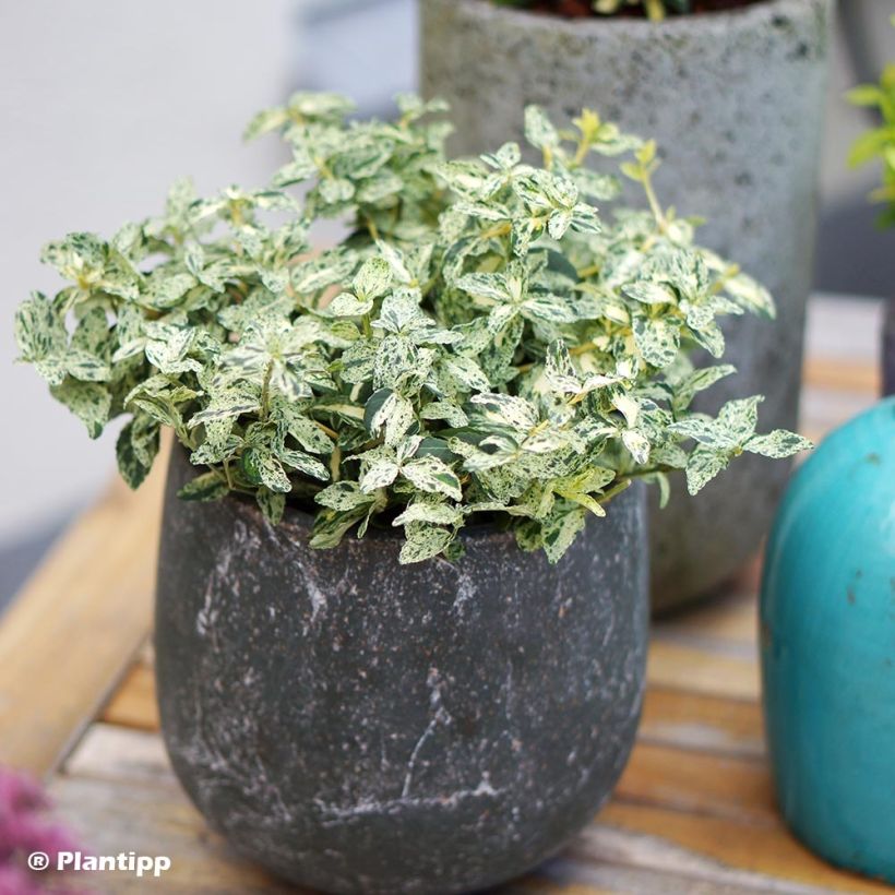 Euonymus fortunei Golden Harlequin - Fusain nain persistant (Plant habit)