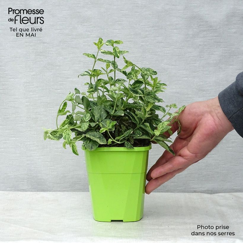 Example of Euonymus fortunei Golden Harlequin - Fusain nain persistant Pot de 1L/1,5L as you get in printemps