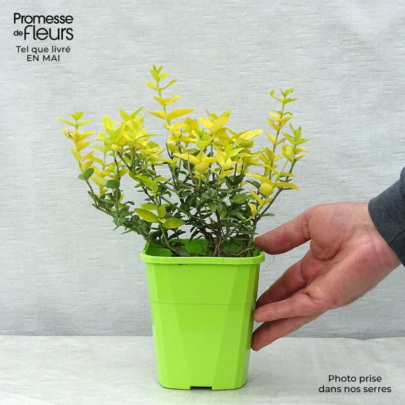 Spécimen de Euonymus fortunei Goldy - Fusain persistant Pot de 3L/4L tel que livré au printemps