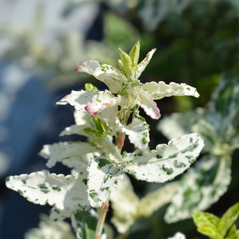 Euonymus fortunei Harlequin - Fusain persistant panaché (Feuillage)